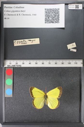 Media type: image;   Entomology 119704